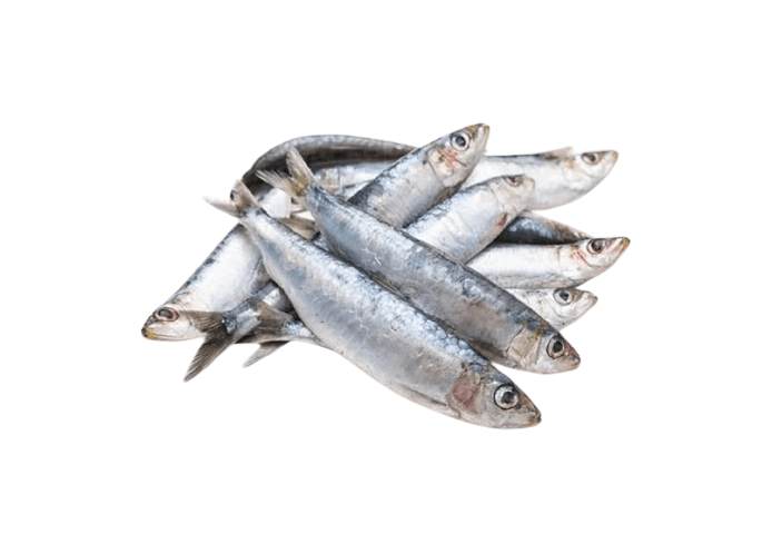 SARDINE